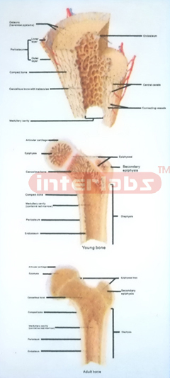 HANGING HUMAN BONE STRUCTURE DEVELOPMENT MODEL